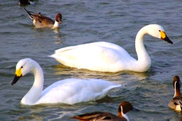 Лебеди-кликуны вернулись в Чувашию