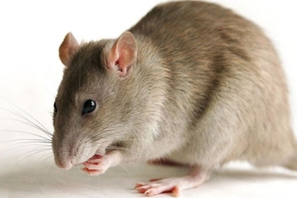 Ученые поставили под сомнение результаты исследований на мышах