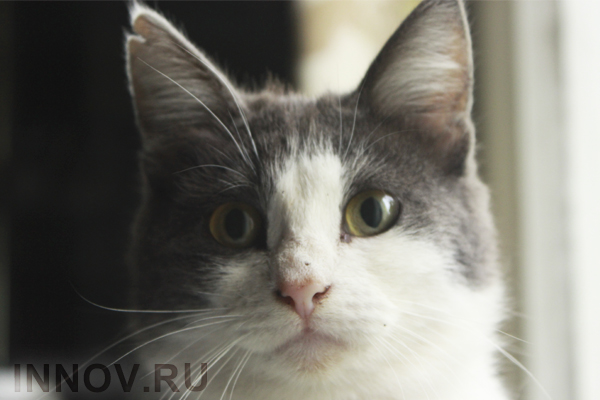 Catterbox — ошейник-переводчик для кошек
