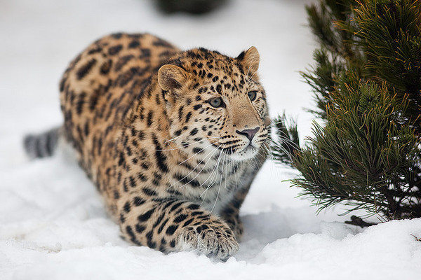 Россия и Китай будут совместно охранять леопардов