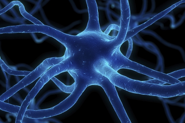 Ученые доказали, что нервные клетки восстанавливаются