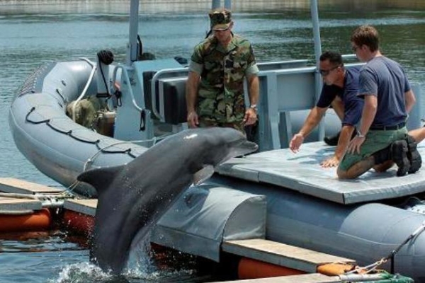 Боевые дельфины Америки буду участвовать в учениях НАТО на Черном море