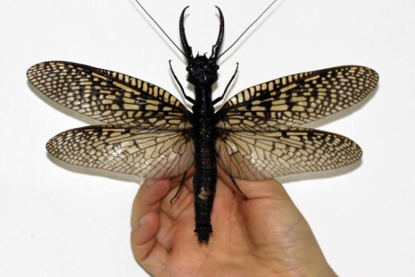 В Китае обнаружили самое большое водное насекомое