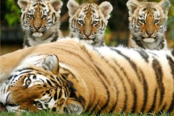 Ученые России и Китая начали изучение ДНК мигрирующих тигров и леопардов