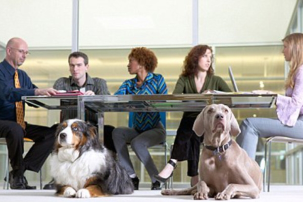Собаки в офисе способствуют качеству труда