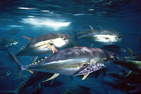 Японские ученые считают рыбу самым ценным продуктом питания